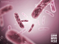 人体肠道细胞肠胃菌微生物乳酸杆菌细菌药品海报设计素材图