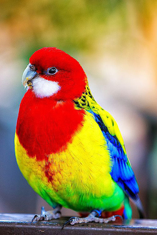 鹦形目鹦鹉科玫瑰鹦鹉属澳东玫瑰鹦鹉