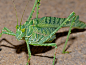 mucholderthen:<br/>Acacia Katydid (Terpnistria zebrata) [ X ]Letaba Camp, Kruger NP, SOUTH AFRICA<br/>Photography by Bernard DUPONTAttribution-NonCommercial-ShareAlike License<br/>February 2, 2014_____________________________<br/>T