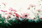 Tumblr