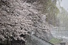盛开的樱花和雪花