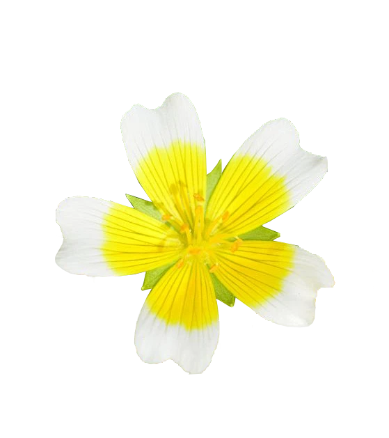 白池花免抠透明花瓣网