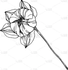 莲花,植物学,黑色,仅一朵花,荷花,壁纸,植物群,春天,花