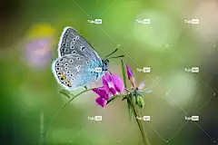 蝴蝶 美丽的花朵 花 花壁纸 授粉 粉红色的花 花园 自然
