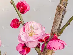 春花系列:梅花春花