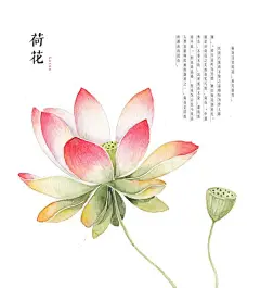 荷花(Lotus)：荷花又名莲花、水芙蓉等。其出污泥而不染之品格恒为世人称颂。 “接天莲叶无穷碧，映日荷花别样红。”就是对荷花之美的真实写照。荷花是印度和越南的国花。

以清新的手绘，描出典雅的花，花语轻诉传深情，果真一番好享受。来自成都插画师 罗雨舒 的作品。