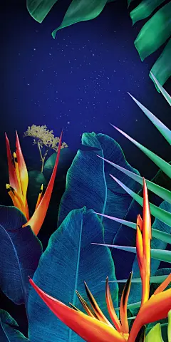 LG K40手机默认壁纸（花）