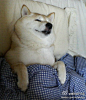 入赘王的相册-柴犬