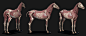 Horse Anatomy Kit 
