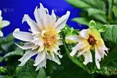 蠼螋对大丽花的严重危害。蠼螋特别喜欢软水果、甜玉米和幼苗。它们也会对成熟植物的叶子和花朵造成很多损害