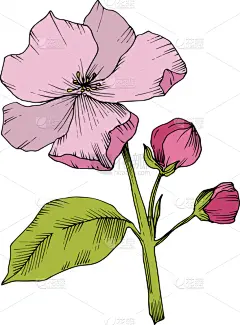 粉色,花朵,绿色,壁纸,植物群,春天,乡村风格,花,剪影