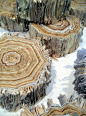 Julie Dodd  |  Tree stumps made from recycled books and paper to raise awareness against illegal logging which threatens plant and animal life.