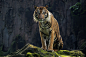 Photograph Sunbathing Tiger by Prabu dennaga on 500px