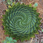 　　芦荟女王(Aloe polyphylla)是世界上最霸气的芦荟了，没有之一。它“君临”非洲南部小国莱索托，冬天经冰霜而傲然挺立，夏季历高温仍不卑不亢，王者风范令人叹服。更令人称奇的是它的叶片呈规整的螺旋形生长，雍容大气，百看不厌。