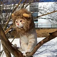 一只总是装扮成狮子的猫，怕不怕？ : 　　一只总是装扮成狮子的猫。I'm the king of the world！ 　　 　　 　　 　　 　　 　　 　　 　　 　　