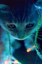 全部尺寸 | iPhone壁纸 猫咪 | Flickr - 相片分享！