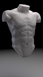 Torso Anatomy practice