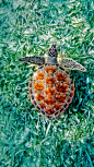 夏威夷的绿海龟 (© Monica & Michael Sweet/Aurora Photos)
这只绿海龟正在夏威夷群岛的水中遨游，这个物种在夏威夷有着特殊的意义，它与和平和幸运有关，但绿海龟的命运却不总是确定的。它被列为濒危物种，而且面临包括污染、偷猎和栖息地破坏在内的多种威胁。1973年的今天，尼克松总统签署了“濒危物种保护法”用来保护像绿海龟那样的濒危物种。
2017-12-28
北美洲, 美国, 夏威夷