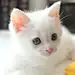 傻娃迪卡