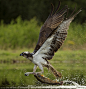 鱼鹰帅气捕鱼瞬间：急速猛冲将猎物拽出水面 : 野生动物摄影师拍摄一组鱼鹰在水面上捕捉鳟鱼的照片，展现了鱼鹰精准的飞行技巧。