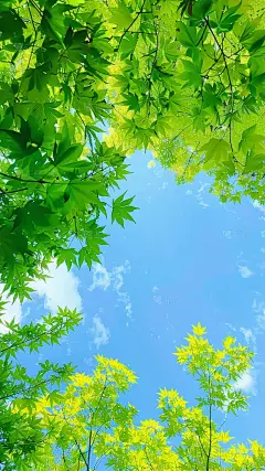 立春&春天实景感绿叶树丛天空组合背景