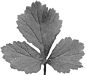 05_plant_bump (2)