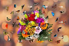 情绪 花 花壁纸 花卉背景 蝴蝶 一束花朵 飞行 翅膀