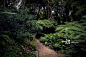 path through dark tree fern forest, Wellington