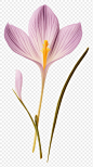 PNG Real Pressed a crocus flower petal plant.
