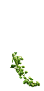 花椒枝
