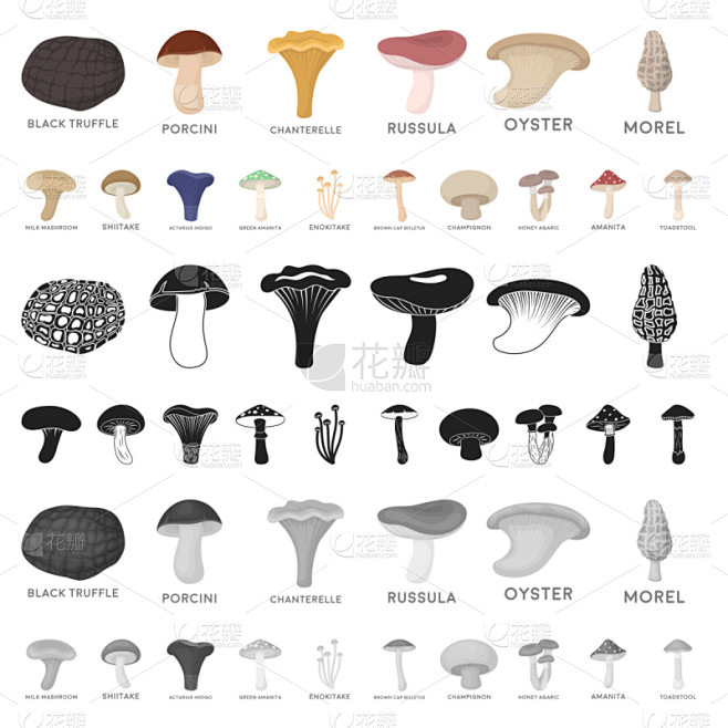 食用菌,计算机图标,分离着色,Porcini Mushroom,食品,图像,羊肚菌,香菇,蜂蜜,收集