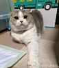 出门逛超市 猫咪伸出猫掌阻拦 看清掌下的东西后主人笑喷了_【快资讯】 _猫漫画采下来 #率叶插件，让花瓣网更好用#