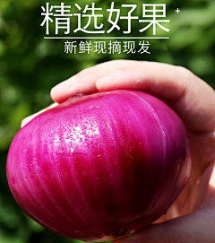 〃紫藤花っ采集到洋葱
