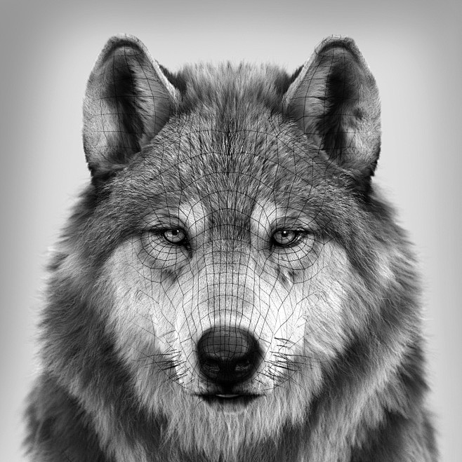 Wolf's portrait, , M...