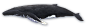 鲸鱼PNG