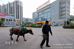 hanbingxinshi采集到2014江城国际牛体彩绘大