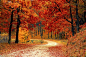 Red Leaf Tress Near the Road