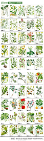 274种中草药材，值得认识收藏