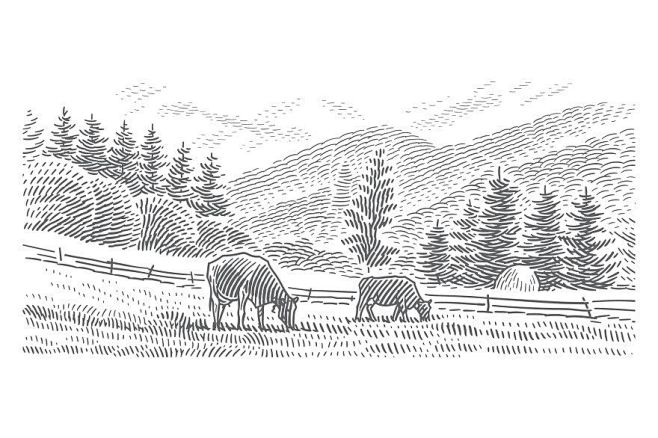 其中包括图片：Cows grazing ...