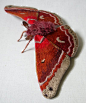 These Giant Bugs Are Actually Beautiful Textile Moths. (Phew!)