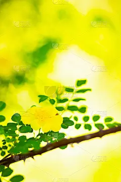 黄狗玫瑰。蔷薇的花和绿色的叶子在一个模糊的背景。盛开的野生黄玫瑰丛。黄狗玫瑰(罗莎犬)在一个焦。本空