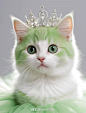 可爱猫