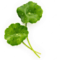 close-up-centella-asiatica-leaves-with-rain-drop-isolated-white-background-top-view_35641-4341.jpg (740×740)