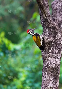 啄木鸟,垂直画幅,美,洞,鸟类,木材,性格,动物身体部位,野外动物,树林