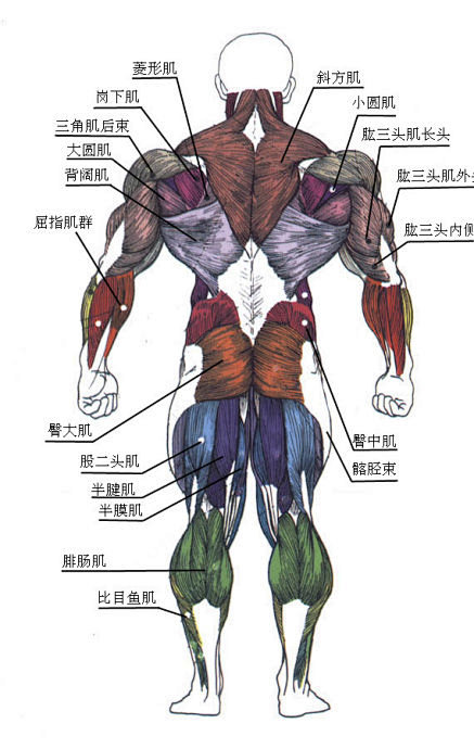 人体肌肉名称图