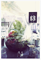 terrarium centerpieces 瓶中植