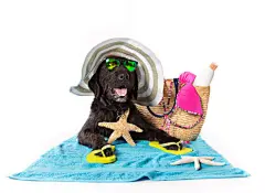 点击来源直接获取大图文件 |戴着夏日配饰的有趣的黑狗