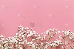 Gypsophila白色婴儿的呼吸花在粉粉背景与复制空间。甜蜜和美丽的壁纸为情人节或婚礼背景设计。6