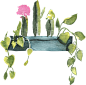 仙人掌 水彩手绘热带多肉植物PNG免扣素材