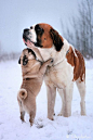Dogs